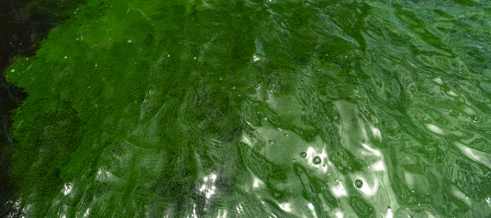 Harmful Algal Blooms green water surface