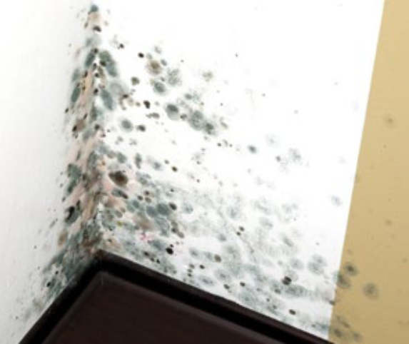 Photo of the corner of a room with circles of mold growing on the white and tan wall.