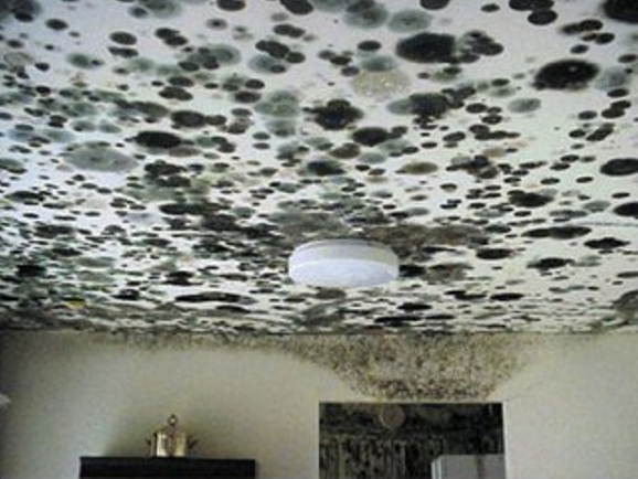 Photo of a white ceiling with a white glass lighting fixture and the upper portion of a tan wall and doorway. The ceiling and portions of the top of the wall concentrated at the top of the doorframe are completely covered in large circular patches of various shades of green and black mold.